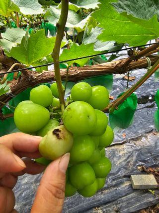 박종숙님의 포도 · 병해충상담 작성글 사진