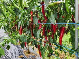 창덕님의 고추 · 비료•농약 작성글 사진