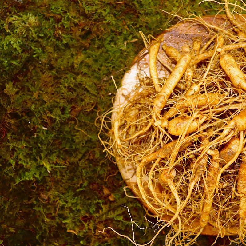 장터 상품 [씨종 5-6년근 파삼 (20-30뿌리 내외)] 썸네일