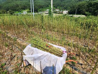 강신규님의 참깨 · 자유게시판 작성글 사진