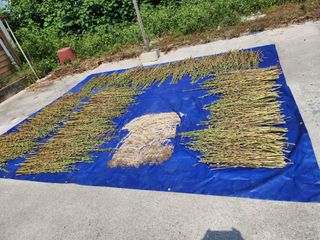 강신규님의 참깨 · 자유게시판 작성글 사진