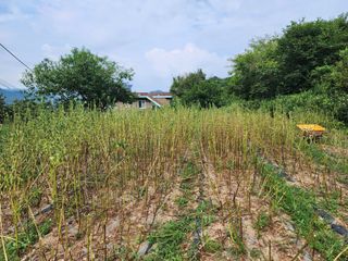 강신규님의 참깨 · 자유게시판 작성글 사진