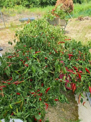 인생을사노라면님의 고추 · 일상 작성글 사진