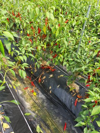 인생을사노라면님의 고추 · 일상 작성글 사진