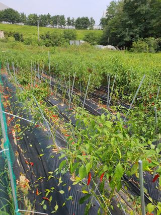인생을사노라면님의 고추 · 일상 작성글 사진