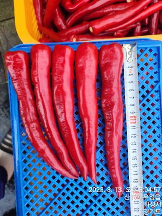 안계천님의 고추 · 수확 작성글 사진