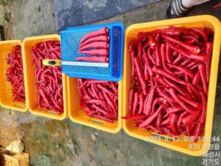안계천님의 고추 · 수확 작성글 사진