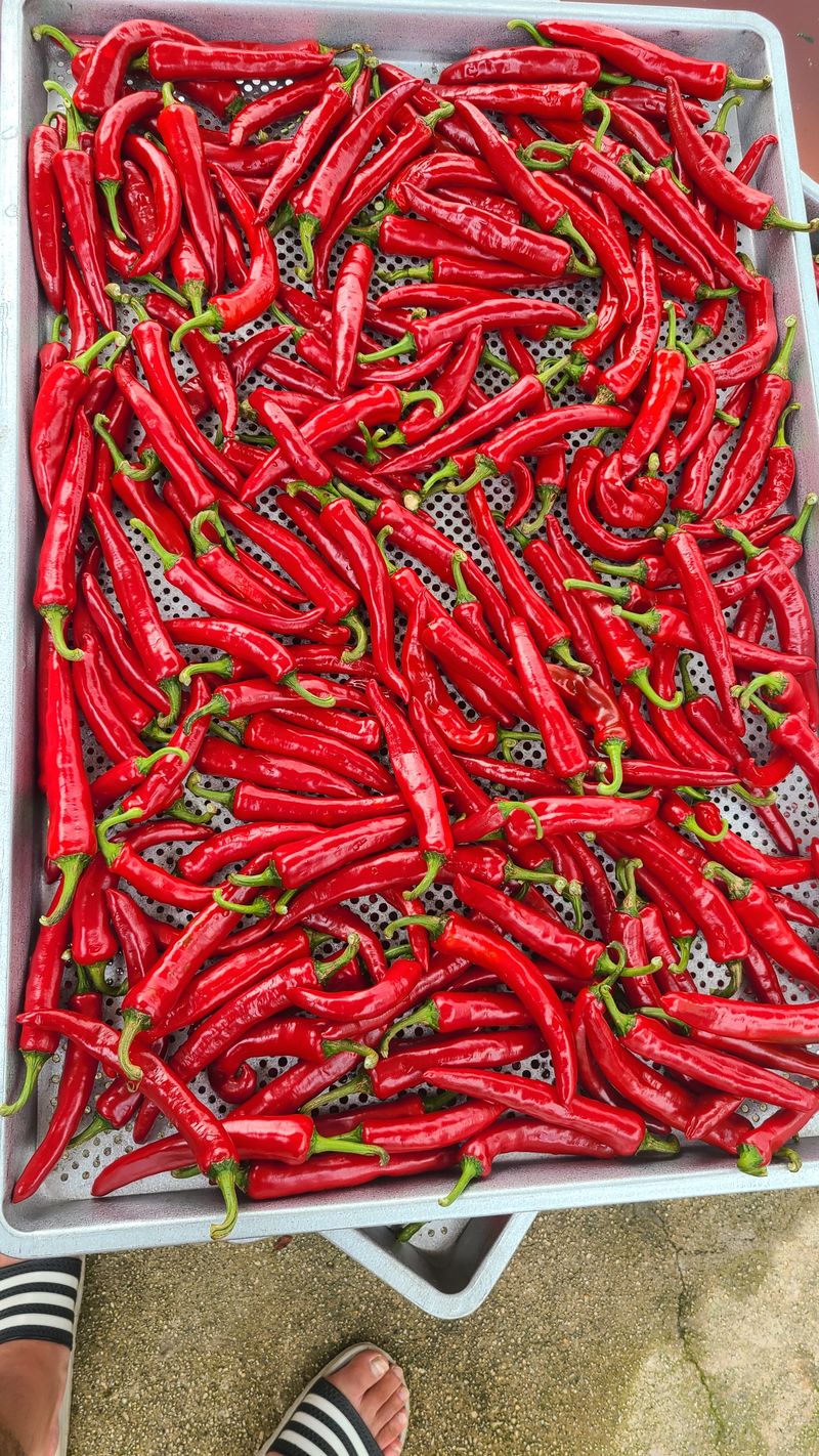 상현님의 장터 판매 상품 [건고추600g] 첨부 사진