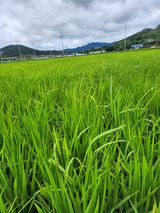 팜모닝 벼·자유게시판 게시글 이미지