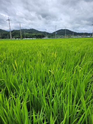 박미란님의 벼 · 자유게시판 작성글 사진