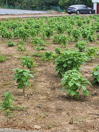 박미란님의 들깨 · 자유게시판 작성글 사진