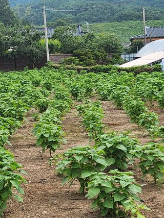 박미란님의 들깨 · 자유게시판 작성글 사진
