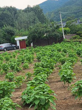 박미란님의 들깨 · 자유게시판 작성글 사진