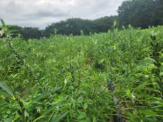 조원구(햇빛촌농장)님의 참깨 · 자유게시판 작성글 사진