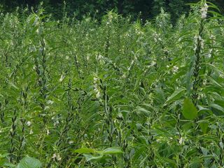 조원구(햇빛촌농장)님의 참깨 · 자유게시판 작성글 사진