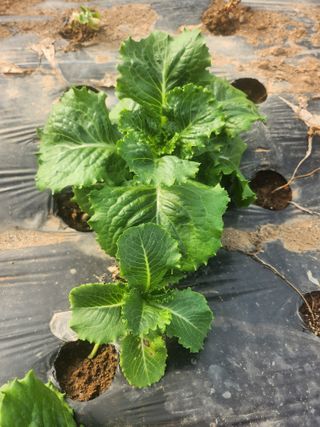 수박님의 기타작물 · 자유게시판 작성글 사진