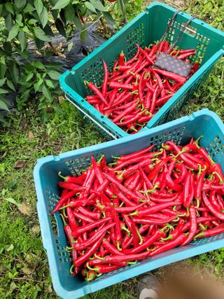 신상범님의 고추 · 수확 작성글 사진