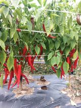 팜모닝 고추·병해충상담 게시글 이미지