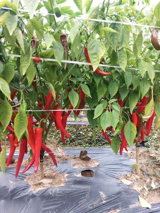 민건식님의 고추 · 병해충상담 작성글 사진