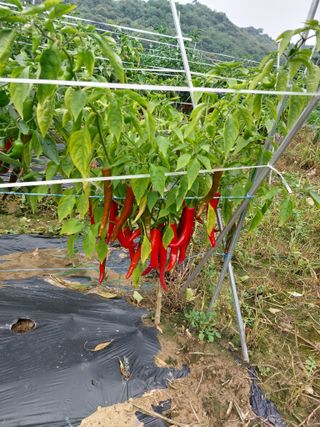 민건식님의 고추 · 병해충상담 작성글 사진