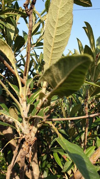 김상철님의 팜모닝 병해충 연구회 · 병해충상담 작성글 사진