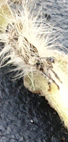 김상철님의 팜모닝 병해충 연구회 · 병해충상담 작성글 사진