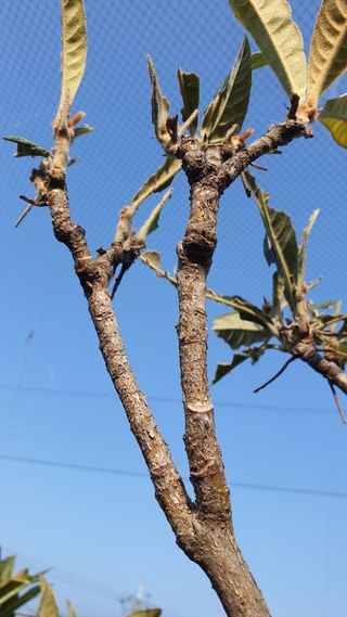 김상철님의 팜모닝 병해충 연구회 · 병해충상담 작성글 사진