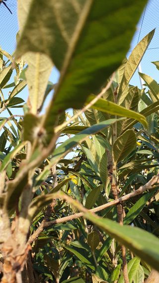 김상철님의 팜모닝 병해충 연구회 · 병해충상담 작성글 사진