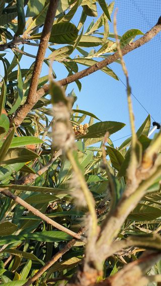 김상철님의 팜모닝 병해충 연구회 · 병해충상담 작성글 사진