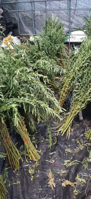 이강재님의 참깨 · 자유게시판 작성글 사진