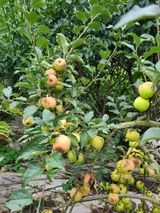 팜모닝 사과·병해충상담 게시글 이미지