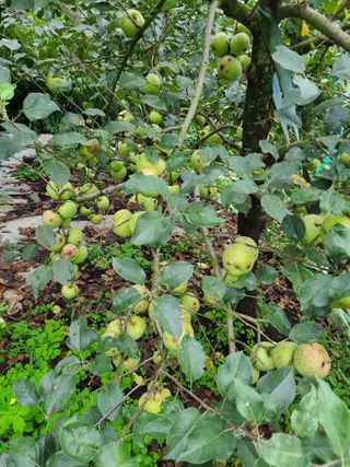 박재하님의 사과 · 병해충상담 작성글 사진