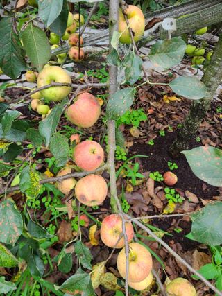 박재하님의 사과 · 병해충상담 작성글 사진