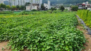 신안광열님의 고구마 · 자유게시판 작성글 사진