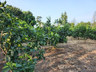 김형철님의 귤 · 영농일지 작성글 사진