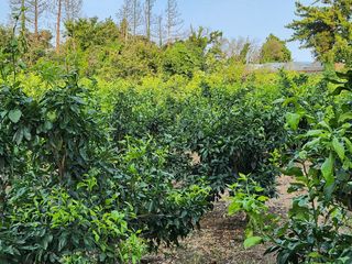 김형철님의 귤 · 영농일지 작성글 사진