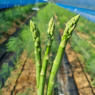 이정식님의 기타작물 · 병해충상담 작성글 사진