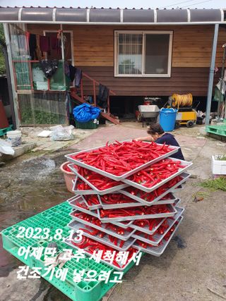 시민농장님의 고추 · 일상 작성글 사진