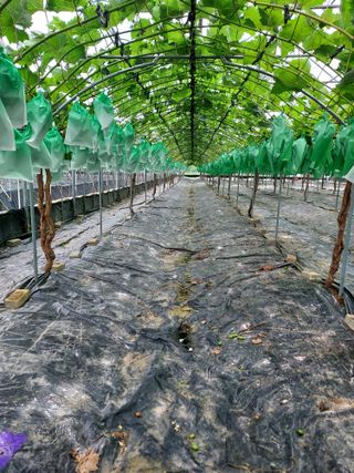 깜동이님의 8월 내 작물 자랑하기 · 참여글 작성글 사진