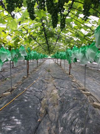 깜동이님의 8월 내 작물 자랑하기 · 참여글 작성글 사진