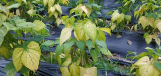 복이네님의 콩 · 병해충상담 작성글 사진