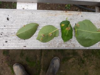 킨타쿤테님의 배 · 병해충상담 작성글 사진