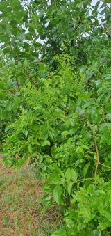 팜모닝 기타작물·병해충상담 게시글 이미지