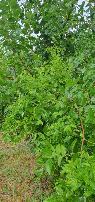 주형열님의 기타작물 · 병해충상담 작성글 사진