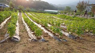 박순덕님의 참깨 · 자유게시판 작성글 사진