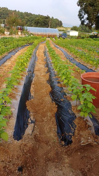 박순덕님의 참깨 · 자유게시판 작성글 사진