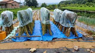 박순덕님의 참깨 · 자유게시판 작성글 사진