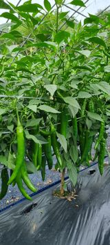 팜모닝 고추·수확 게시글 이미지