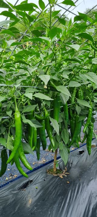 최영호님의 고추 · 수확 작성글 사진