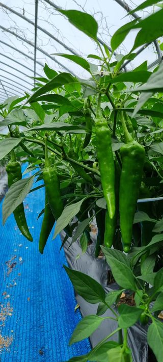 최영호님의 고추 · 수확 작성글 사진